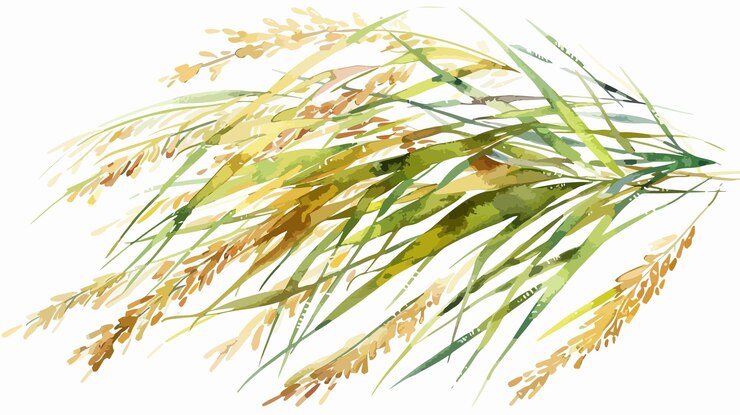 Rice Watercolor Illustration Hand Drawn Underwater