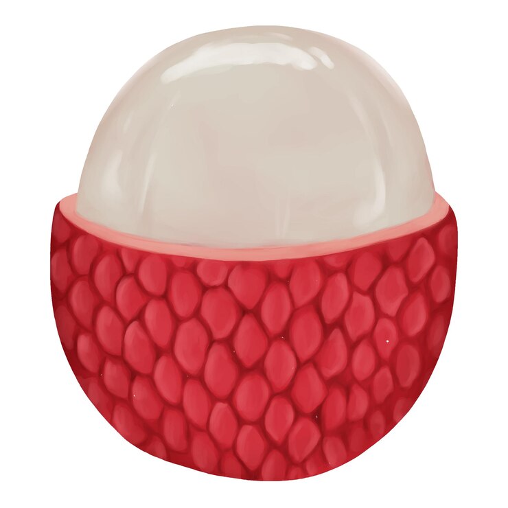 Vector ripe lychee fruit tropical fruit