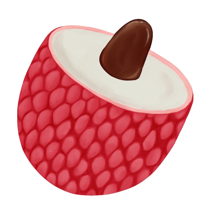 Vector ripe lychee fruit tropical fruit