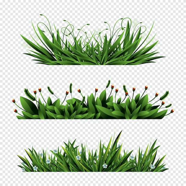 Rumput tumbuh berbaris
