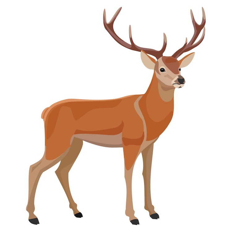 Vector rusa terisolasi dengan latar belakang putih