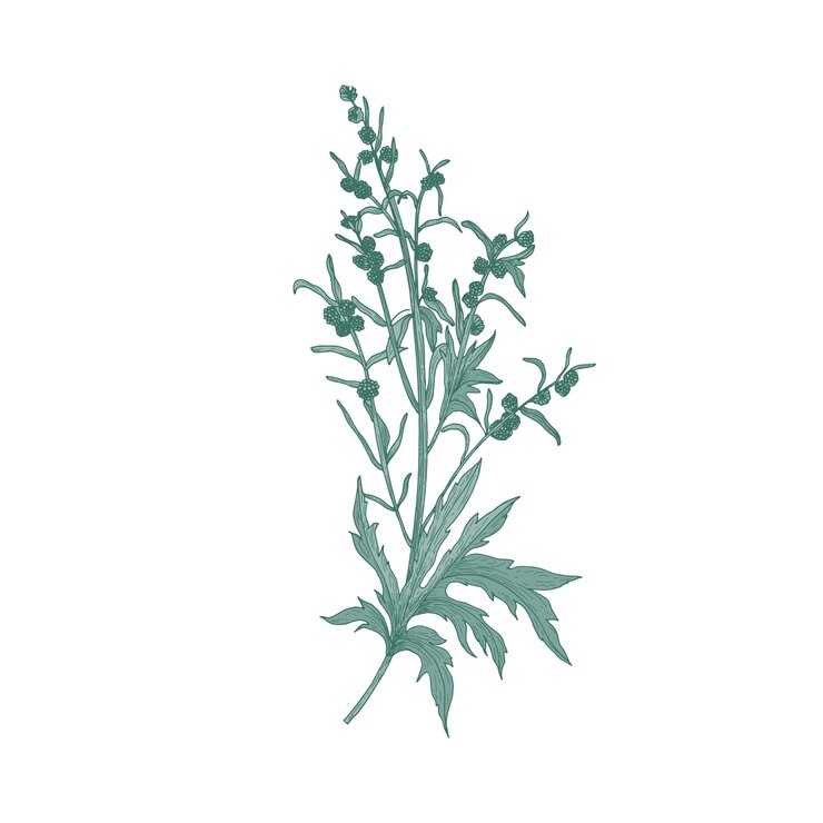 Vector sagebrush flower isolated on white