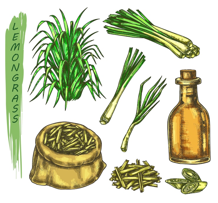 Vector satu set sketsa berwarna-warni dari tanaman serai dan botol dengan minyak, tas atau karung dengan rempah-rempah teh. ramuan serai atau cymbopogon, kawat berduri atau cochin, rumput malabar.