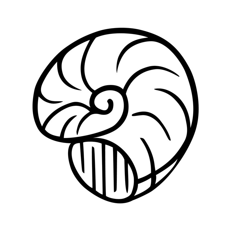 Vector seashell doodle isolated on white background hand drawn sketch mollusk summer seafood illustration