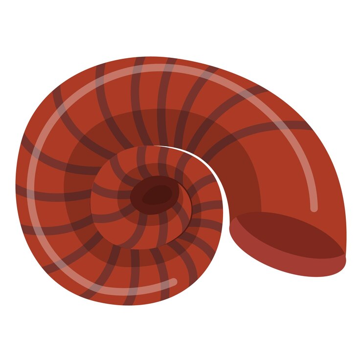 Vector seashell vector illustration isolated on a white background