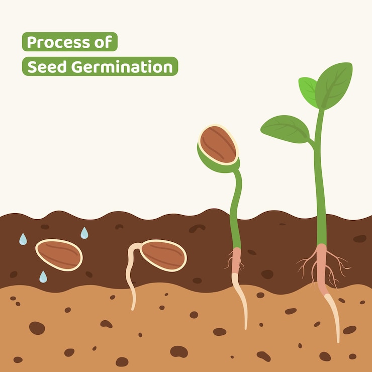 Vector seed germination process illustration plant growth cycle