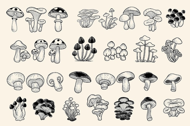 set huge collection bundle mushroom healthy food engraved hand drawn outline illustration