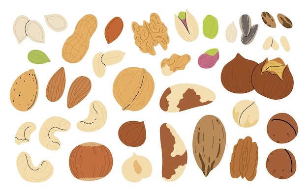 Set kacang dan biji-bijian dengan latar belakang putih. Kacang pecan Brazil, almond, hazelnut, pistachio, walnut, mete, kacang tanah, biji bunga matahari dan biji labu. Makanan sehat