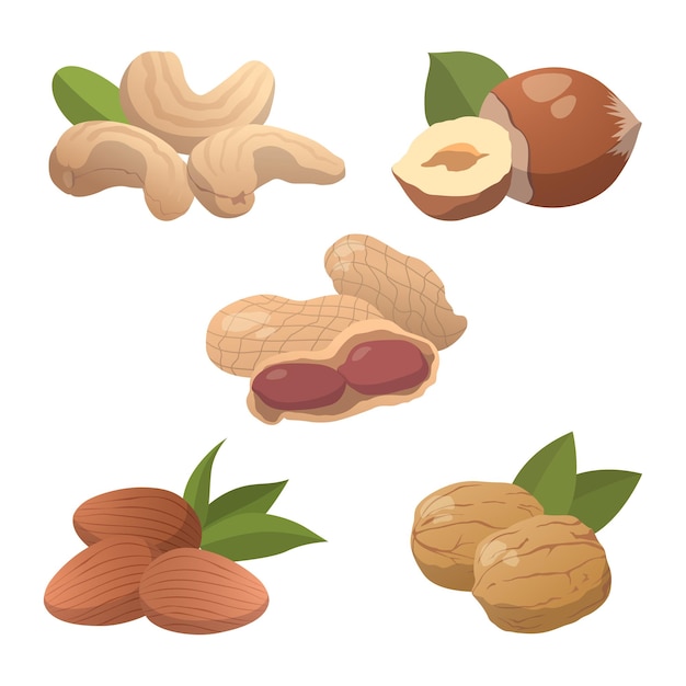set of 5 pieces of different types of nuts on a white background - vector