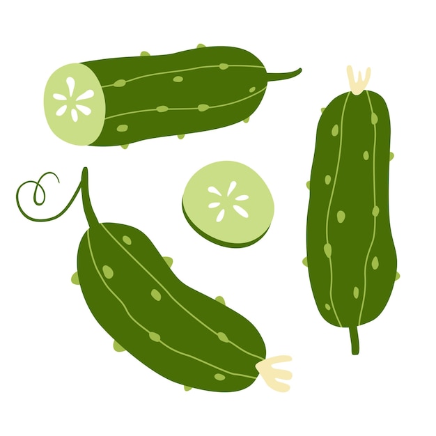 Set of bright green cucumbers Can be used for menu packaging textiles Vector illustration isolated on white background