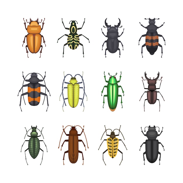 Set of color beetles icons