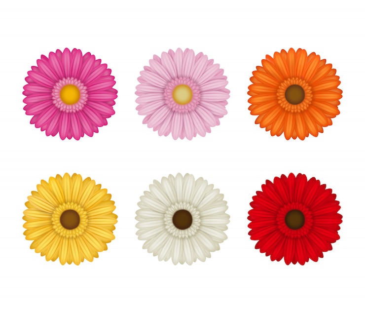 Vector set of colorful gerberas
