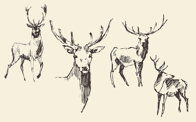 Set of deers, engraving style, vintage illustration, hand drawn, sketch
