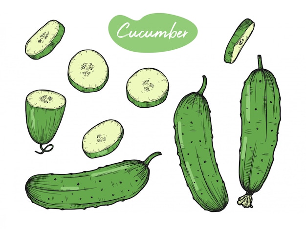 Set of different cucumbers isolated on white background. 