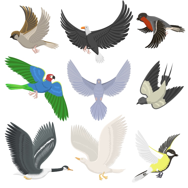 Vector set of different wing wild flying birds cartoon cute fauna feather flight animal silhouette. spring freedom natural concept 