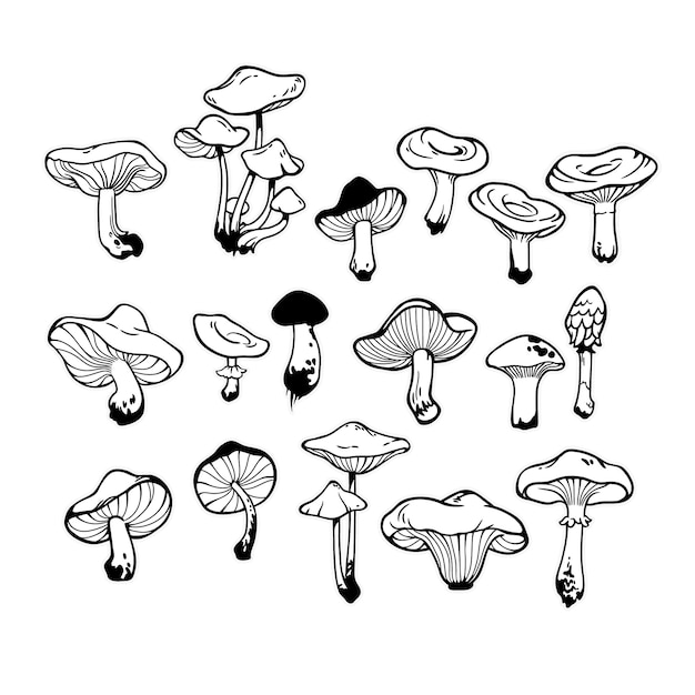 set of drawn samples of various mushrooms