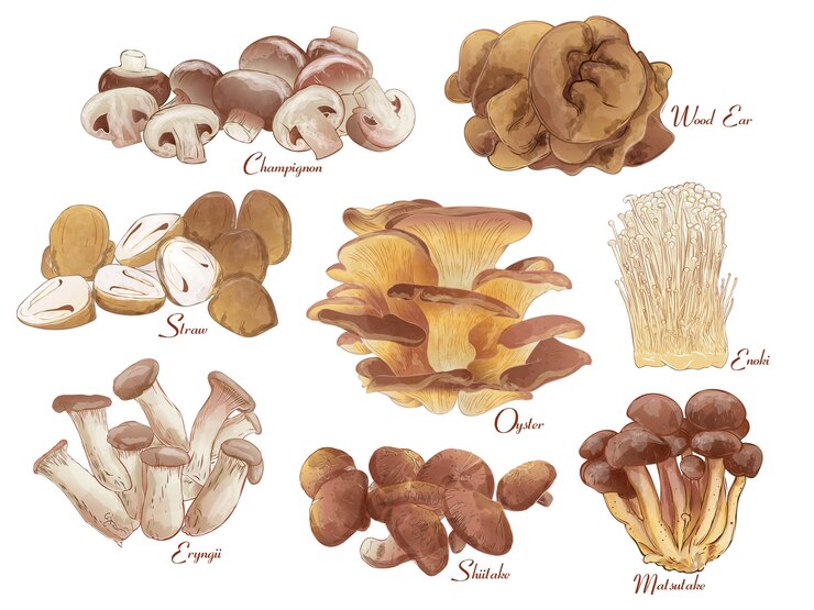 Vector set of edible mushroom group background vintage watercolor vector illustration with text
