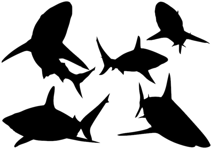 Vector set of five blacktip reef shark silhouettes