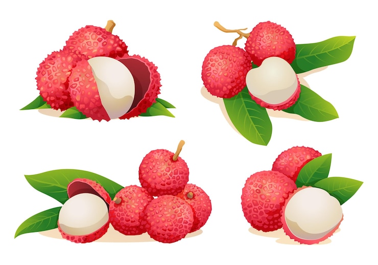 Vector set of fresh lychee fruit illustrations isolated on white background