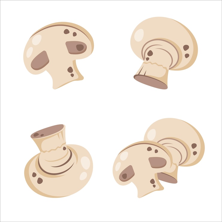 Vector set of fresh ripe mushroom champignon isolated on white background whole white fungi and sliced mushroomes healthy organic food natural raw veggie vector flat illustration