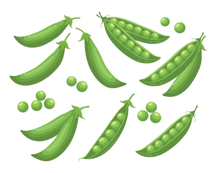 Vector set of green peas collection of green peas in pods on white background legumes food illustration
