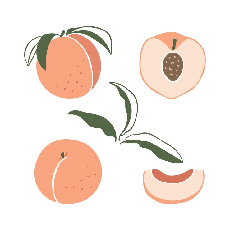 Vector set of hand drawn doodle style peaches in different forms vector illustration