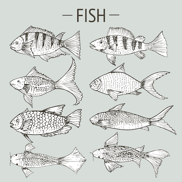Set of hand drawn fish, Healthy food drawings set