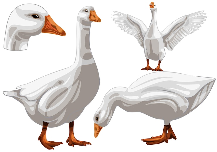 Vector set of hand drawn geese the breed of embden goose