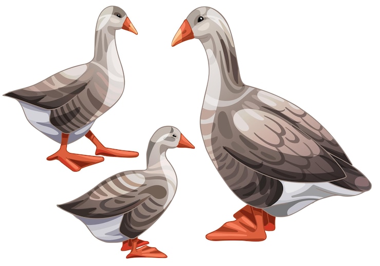 Vector set of hand drawn geese the breed of piligrim goose