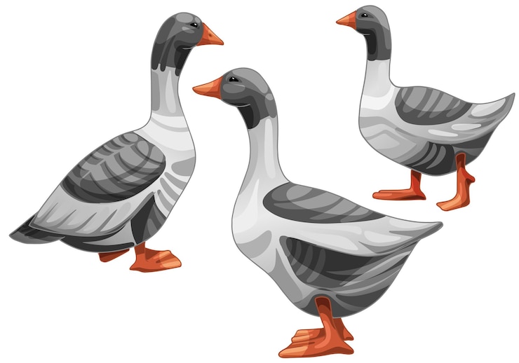 Vector set of hand drawn geese the breed of pomeranian goose