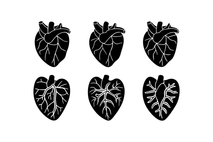 Vector set of human heart silhouette vector icon illustration on white backgroundheartmedical science