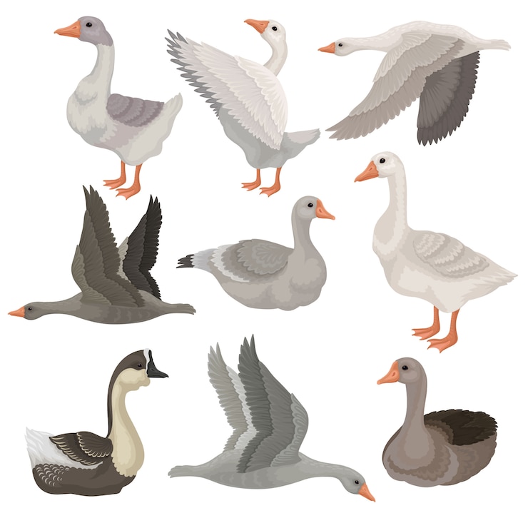 Vector   set of large geese in different actions. wild and farm birds. rural animal. wildlife theme
