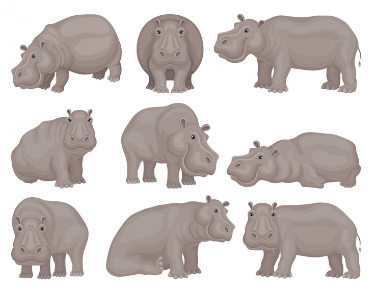 Vector set of large gray hippo in different actions. african animal. wild creature. wildlife theme.   design