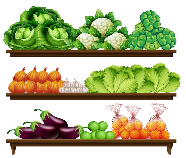 Vector set of organic vegetable