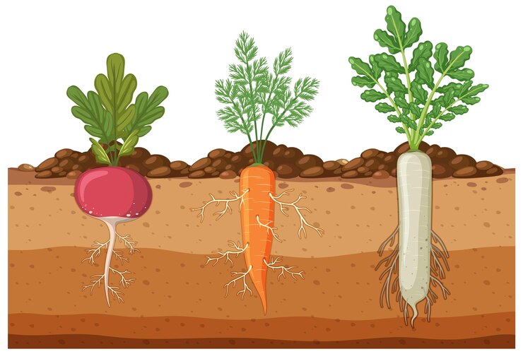 Vector set of root vegetables with root system underground