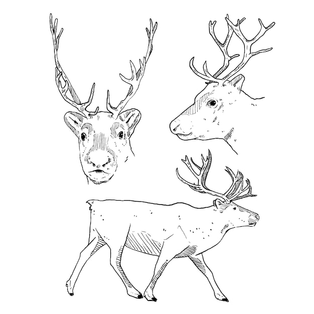 Set of sketch and hand drawn element wildlife animal reindeer