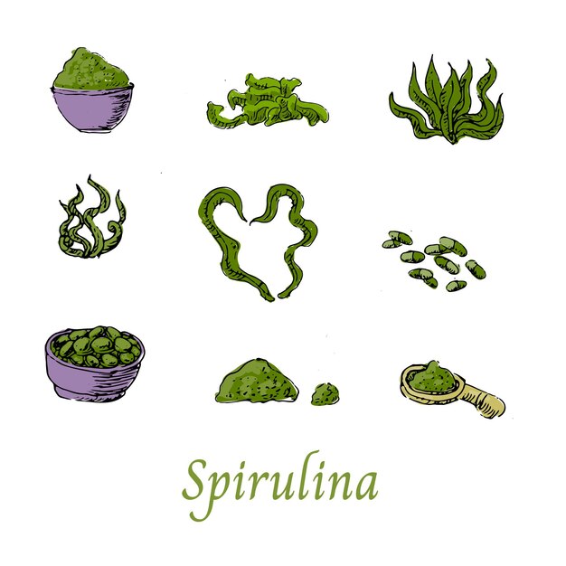 Set of spirulina algae superfood hand drawn sketch vector illustration isolated vector sketch in
