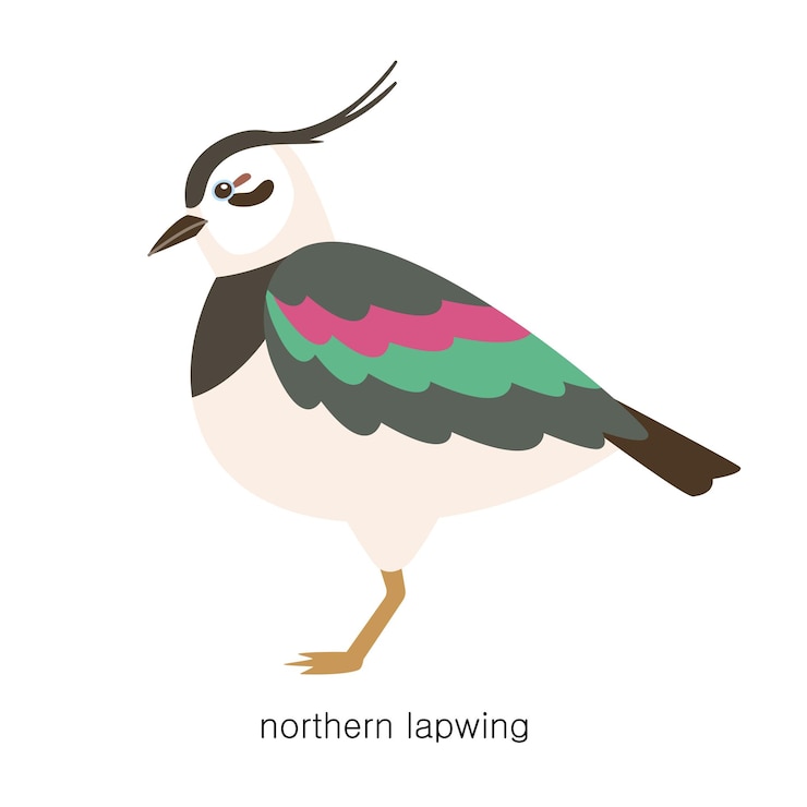 Vector set of types of birds northern lapwing with distinctive head decoration