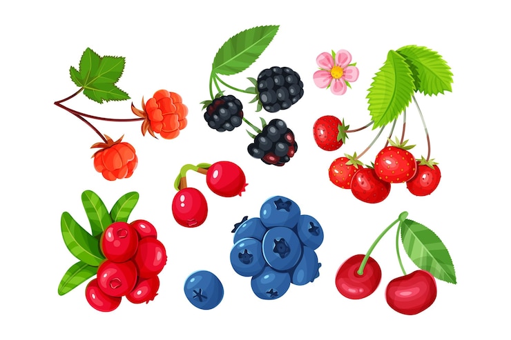 Vector set of various stylized ripe berries