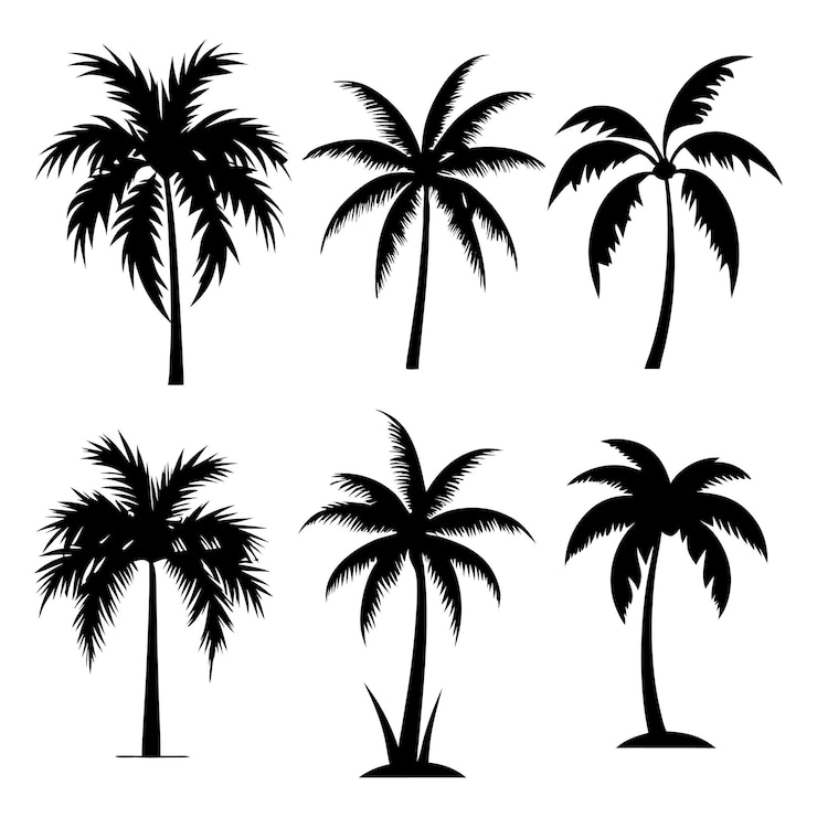 Vector set of vector black silhouettes of palm trees isolated on a white background