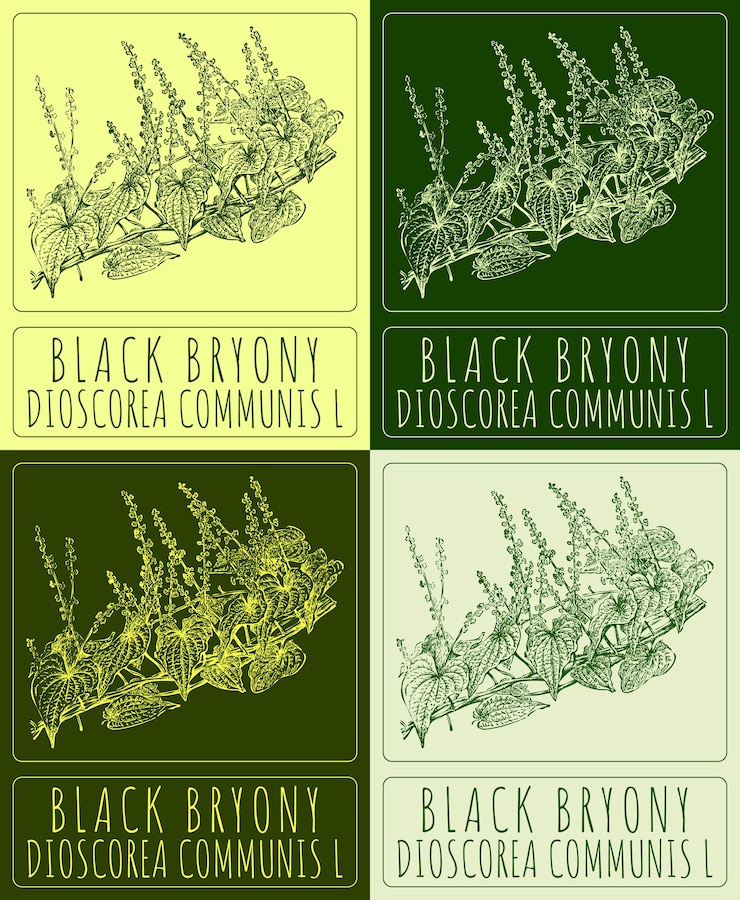Vector set of vector drawing black bryony in various colors hand drawn the latin is dioscorea communis l