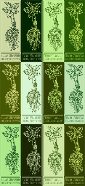 set of vector drawing creamy strawberry in various colors hand drawn illustration latin name is fragaria viridis weston