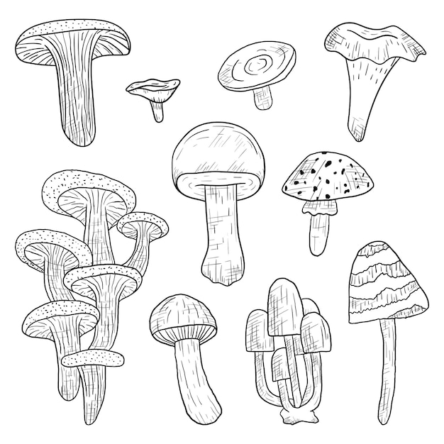 Set of vector isolated doodle forest edible and poisonous mushrooms in line art style.