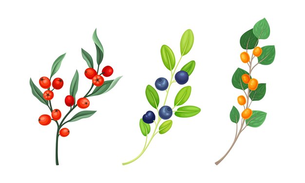 Set of wild berries twigs Branches with ripe berries and green leaves vector illustration