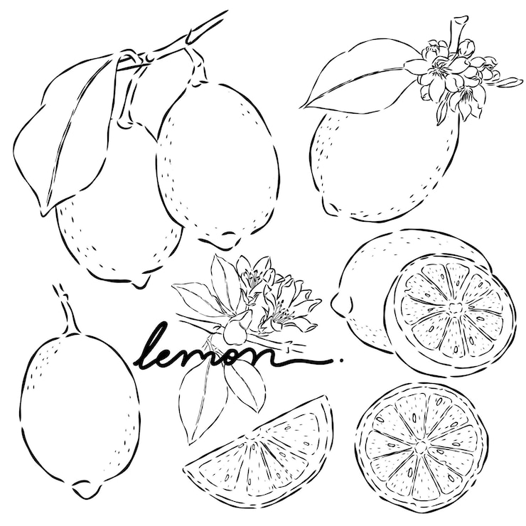 Vector set vektor ilustrasi doodle gambar tangan lemon