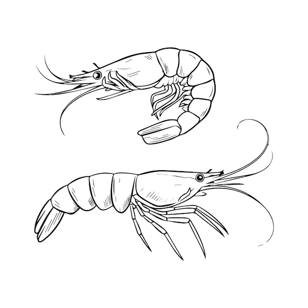 shrimp vector
