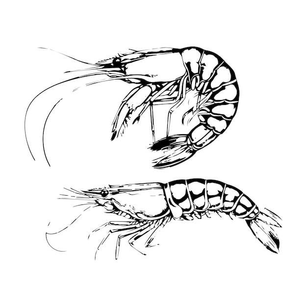 shrimp vector