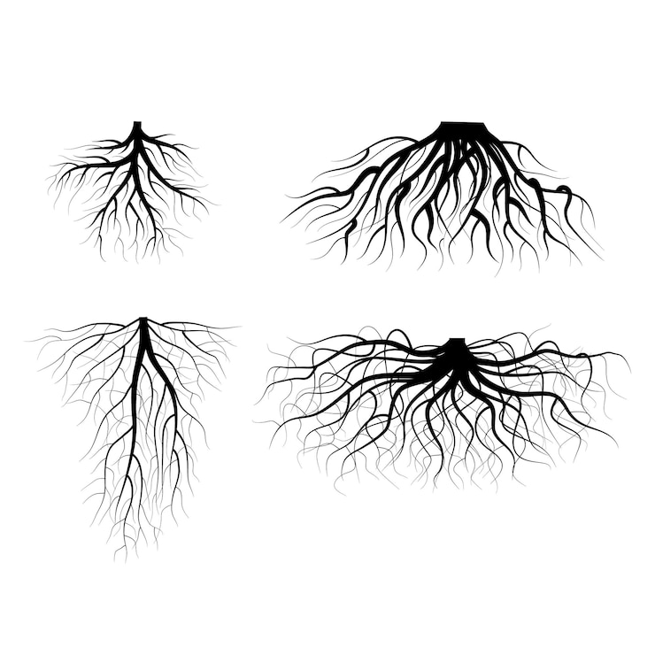 Silhouette Black Tree Roots Various Types Shapes Set Vector