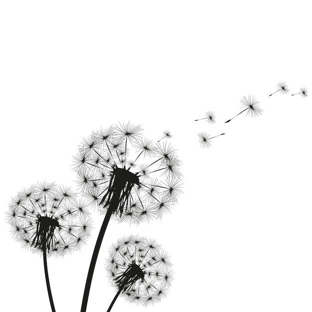 Silhouette of a dandelion on a white background