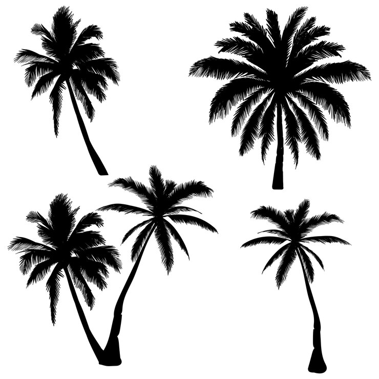 Vector silhouette of palm tree